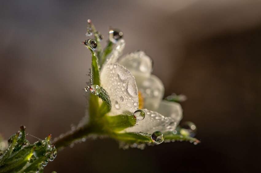 张正芬(庾澄庆妈妈)