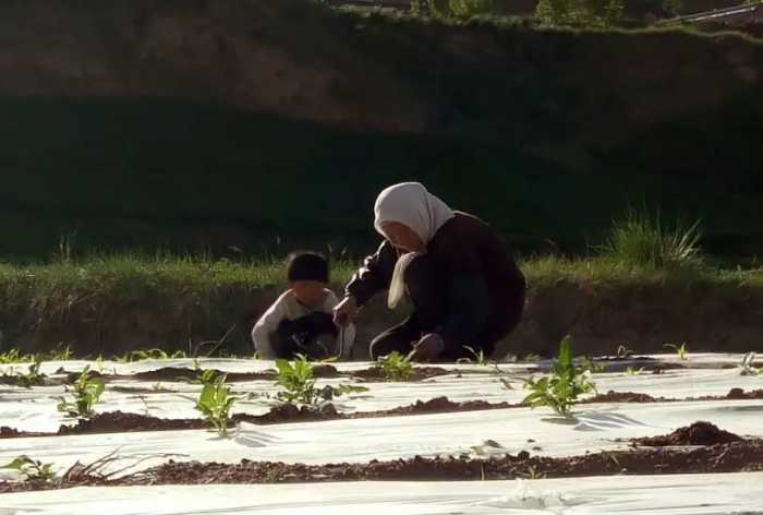 梦中见慈母 白发总如丝，有关母亲的诗词，总让人潸然泪下