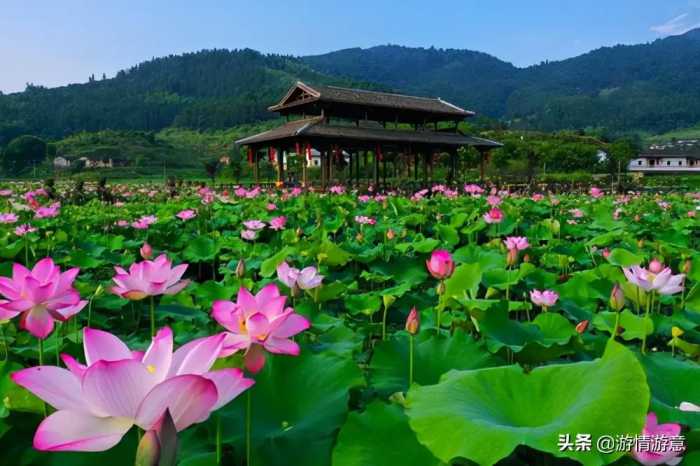 一步一景，十里莲塘，一处修身静心的清净之地