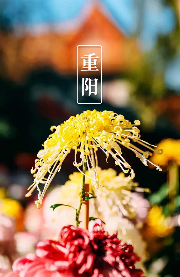 九九重阳节的手机壁纸，祝愿天下父母晚年安康！