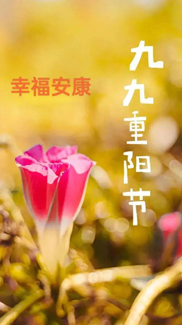 重阳节美图集