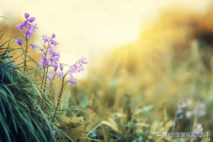 元旦快乐，群发亲友温馨问候祝福语大全，愿君元旦快乐，新年快乐