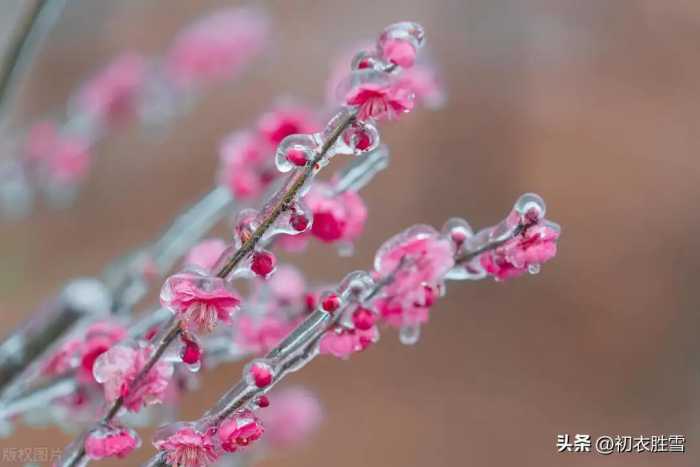 春雪梅花美诗六首：腊雪晚成春雪早，梅花静对雪花妍