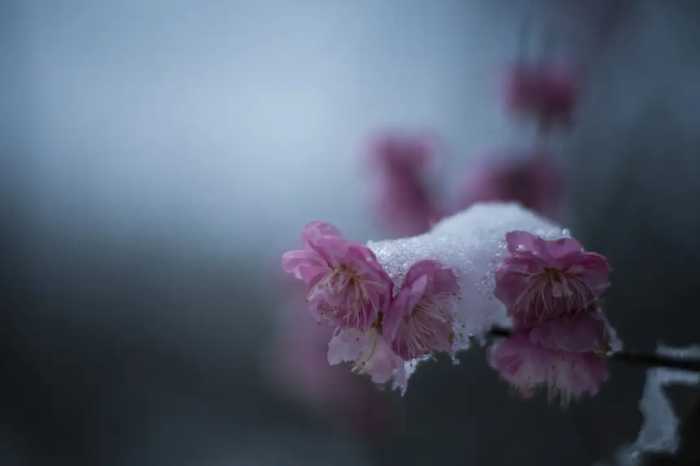 春诗丽句：最是恼人倒春寒，一枝春雪冻梅花