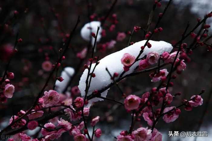 春雪梅花美诗六首：腊雪晚成春雪早，梅花静对雪花妍