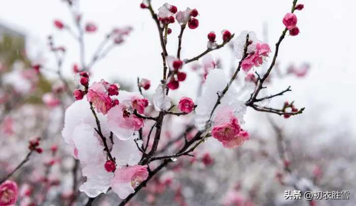 春雪梅花美诗六首：腊雪晚成春雪早，梅花静对雪花妍