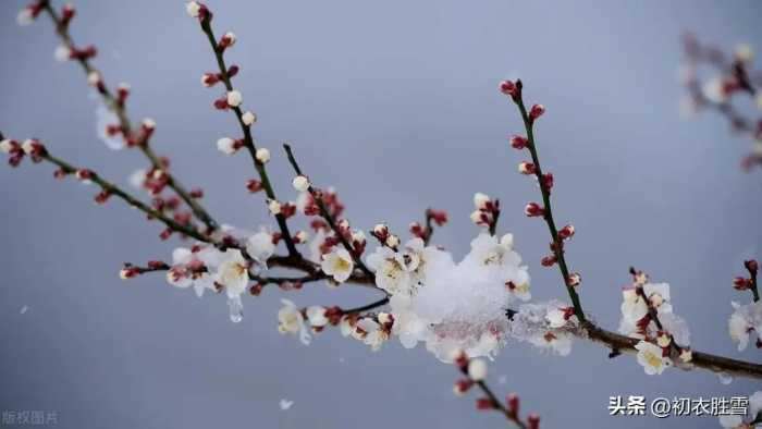 春雪梅花美诗六首：腊雪晚成春雪早，梅花静对雪花妍