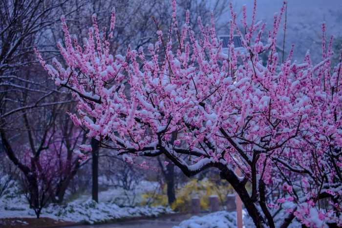 春诗丽句：最是恼人倒春寒，一枝春雪冻梅花