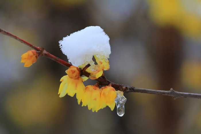 春诗丽句：最是恼人倒春寒，一枝春雪冻梅花