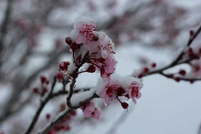 春诗丽句：最是恼人倒春寒，一枝春雪冻梅花