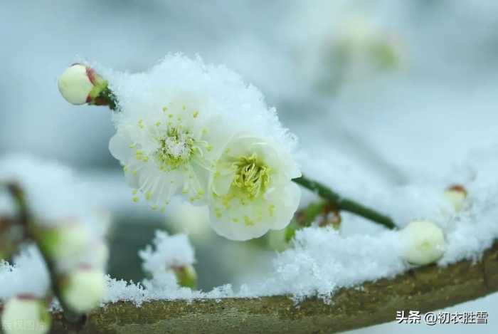 春雪梅花美诗六首：腊雪晚成春雪早，梅花静对雪花妍