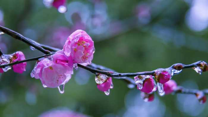 春诗丽句：最是恼人倒春寒，一枝春雪冻梅花