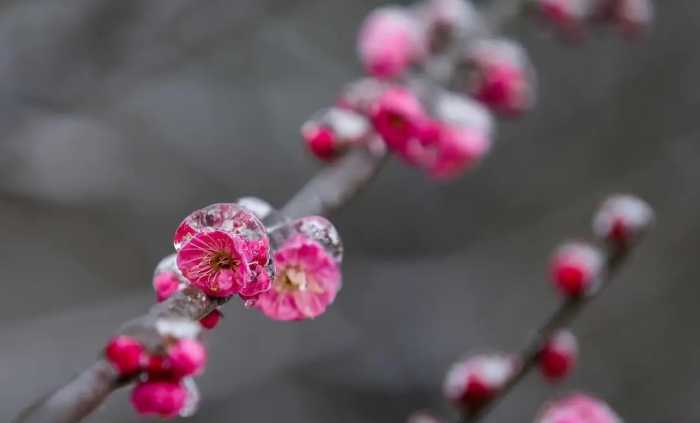 春诗丽句：最是恼人倒春寒，一枝春雪冻梅花