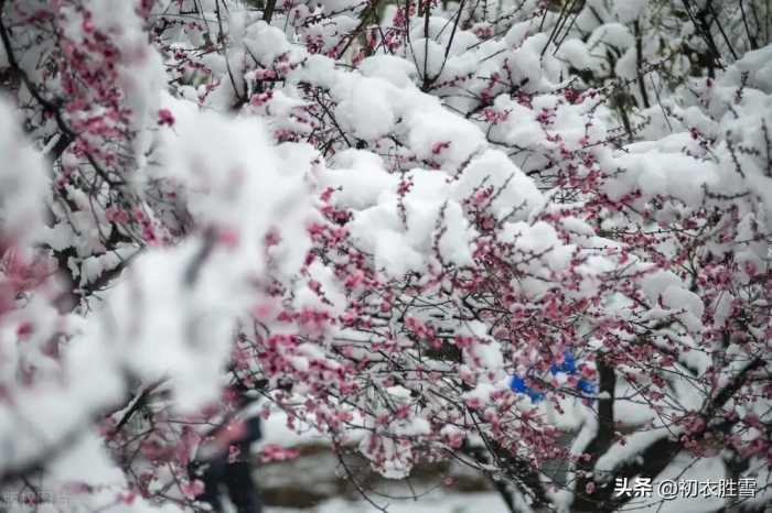 春雪梅花美诗六首：腊雪晚成春雪早，梅花静对雪花妍