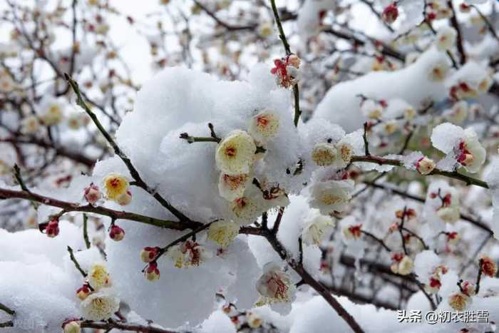 春雪梅花美诗六首：腊雪晚成春雪早，梅花静对雪花妍